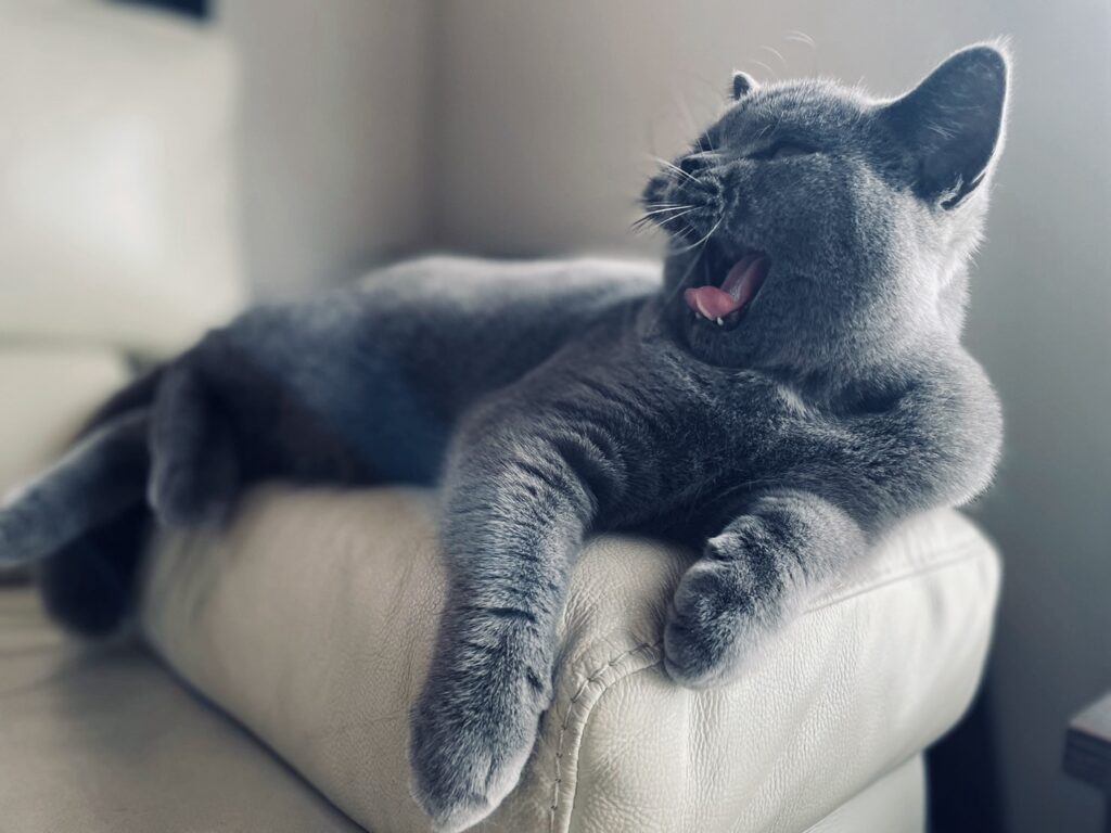 あくびする猫
