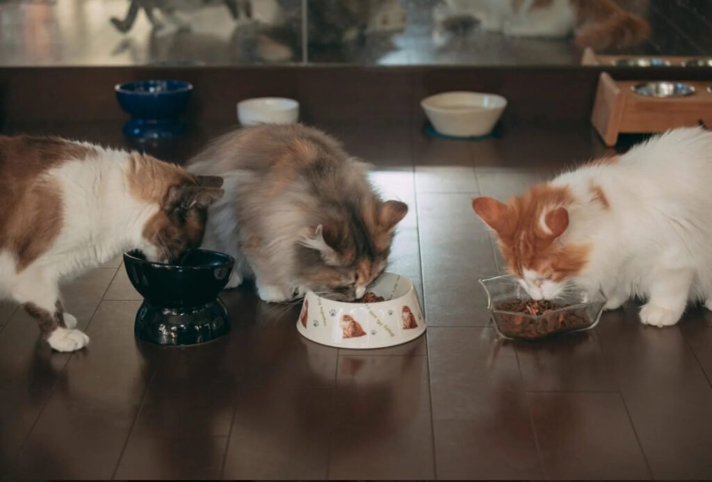 食欲満点で餌に食いつく猫