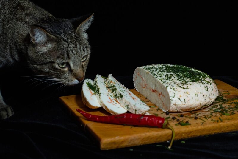 チーズを匂う猫