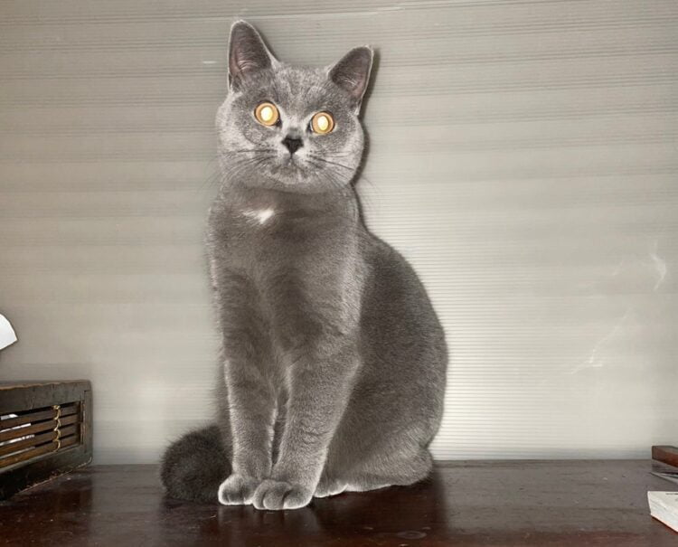 暗闇で目が光っている猫