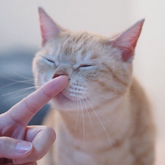 人の指を匂う猫