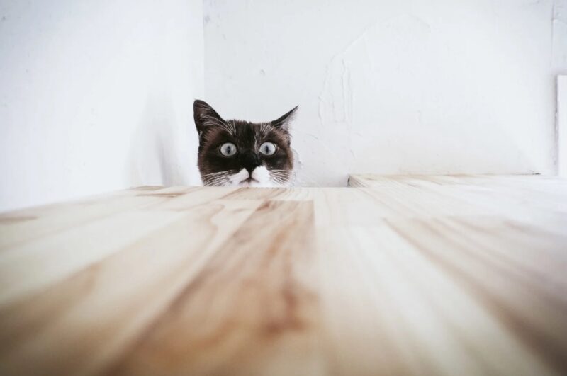テーブルの上を覗く猫