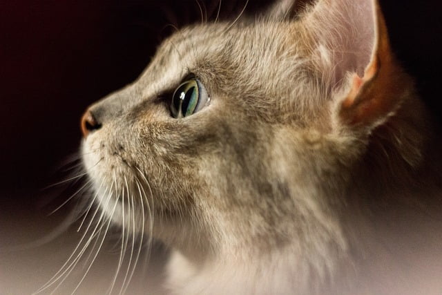 目と耳で周りの情報をキャッチしている猫