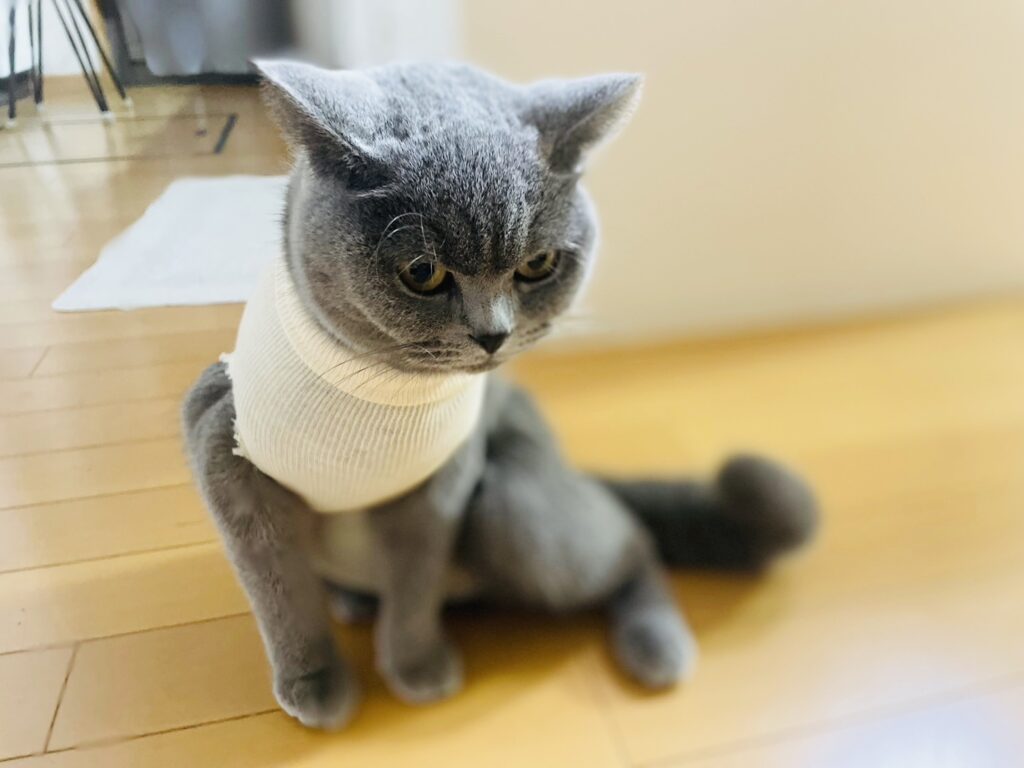 避妊手術の後、術後服を着ている猫