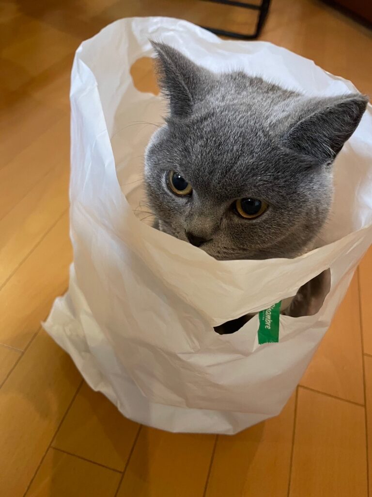 袋や箱を見つけたら入ってみたくなるのが猫