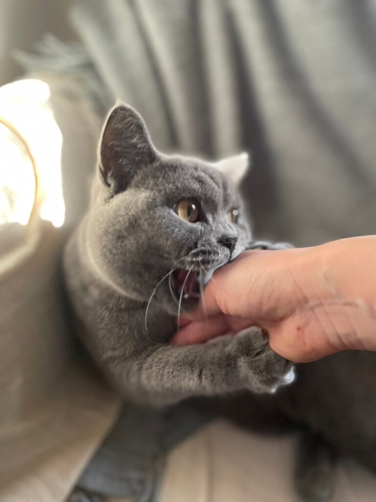 人を噛む猫