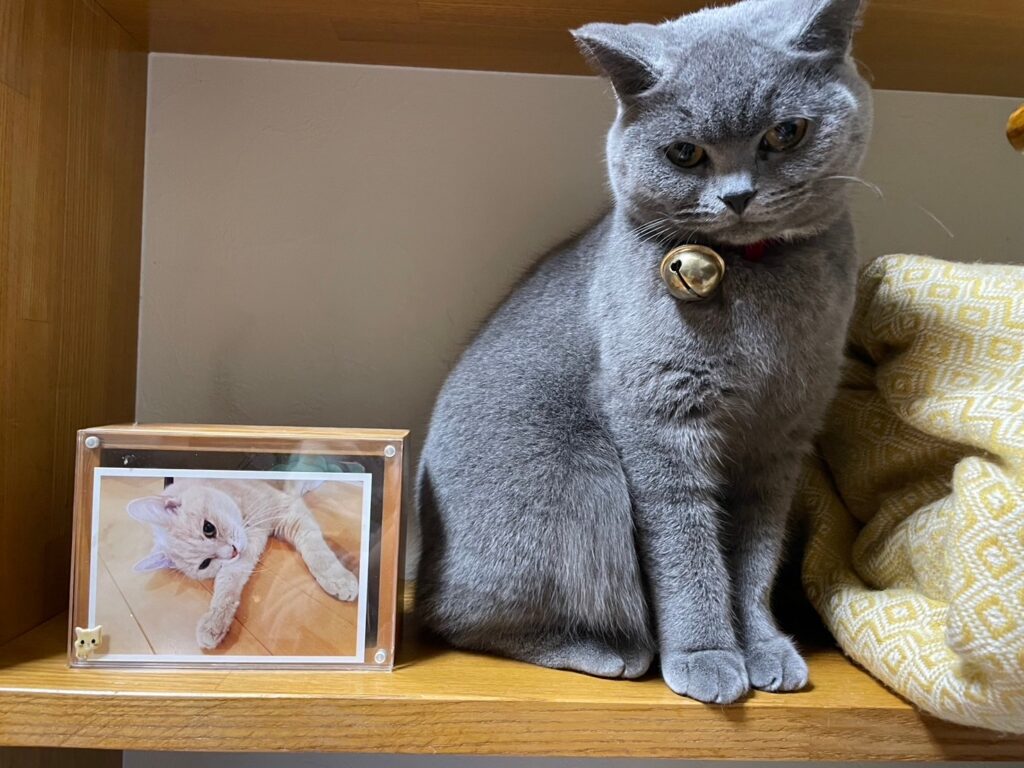 亡くなった猫の写真の横で座る猫