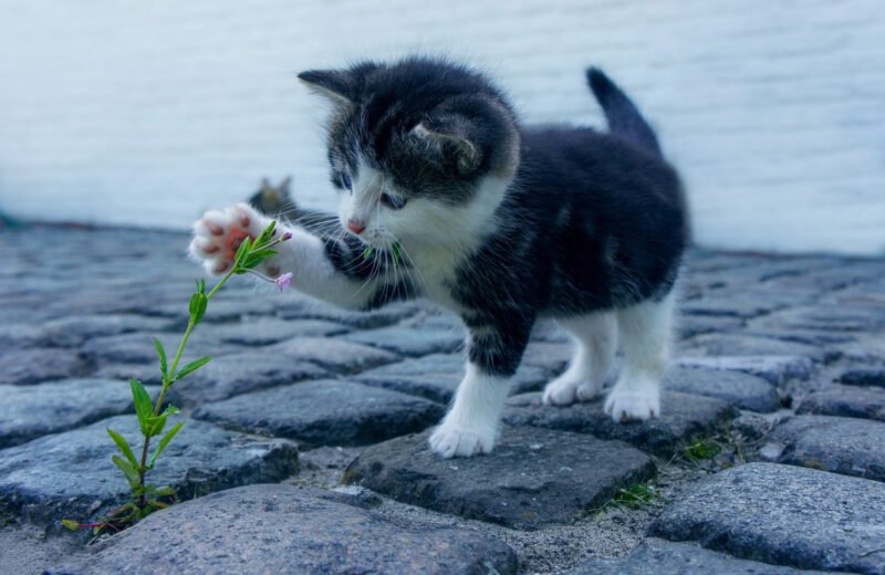 お花を愛でる子猫